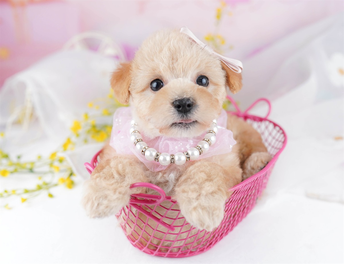 マルプー | 女の子 | アプリコット | 2026年2月20日（ID:dog-10007593）