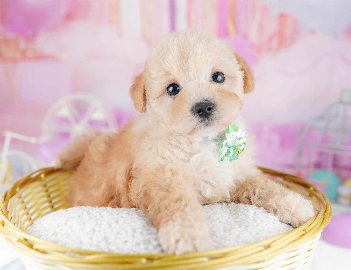 マルプー | 女の子 | アプリコット | 2026年2月20日（ID:dog-10007593）