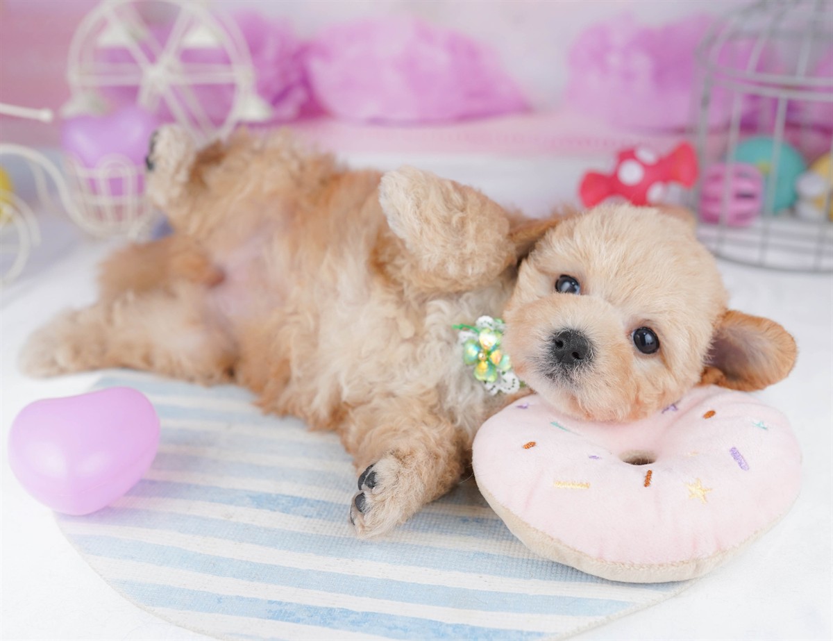 マルプー | 女の子 | アプリコット | 2026年2月20日（ID:dog-10007593）