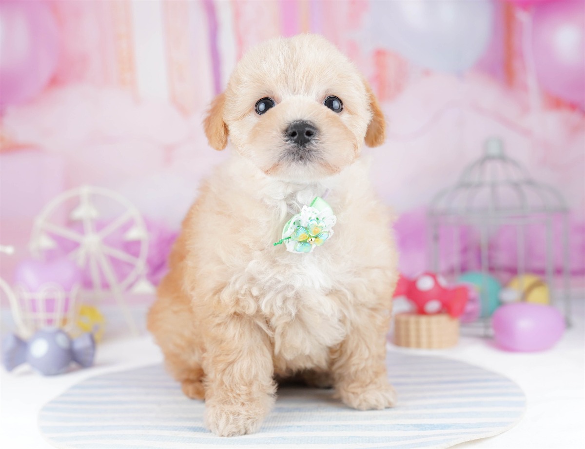 マルプー | 女の子 | アプリコット | 2026年2月20日（ID:dog-10007593）