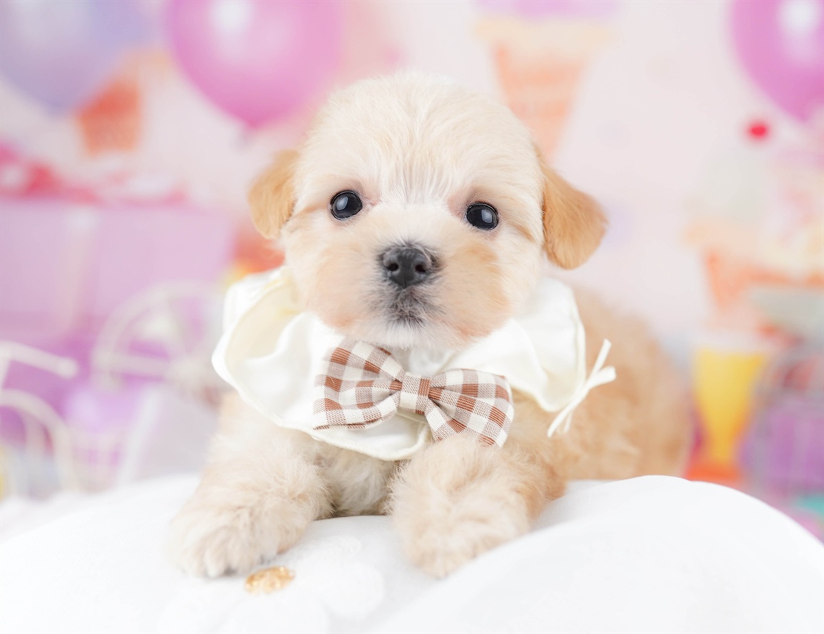 マルプー | 男の子 | アプリコット | 2026年2月20日（ID:dog-10007594）