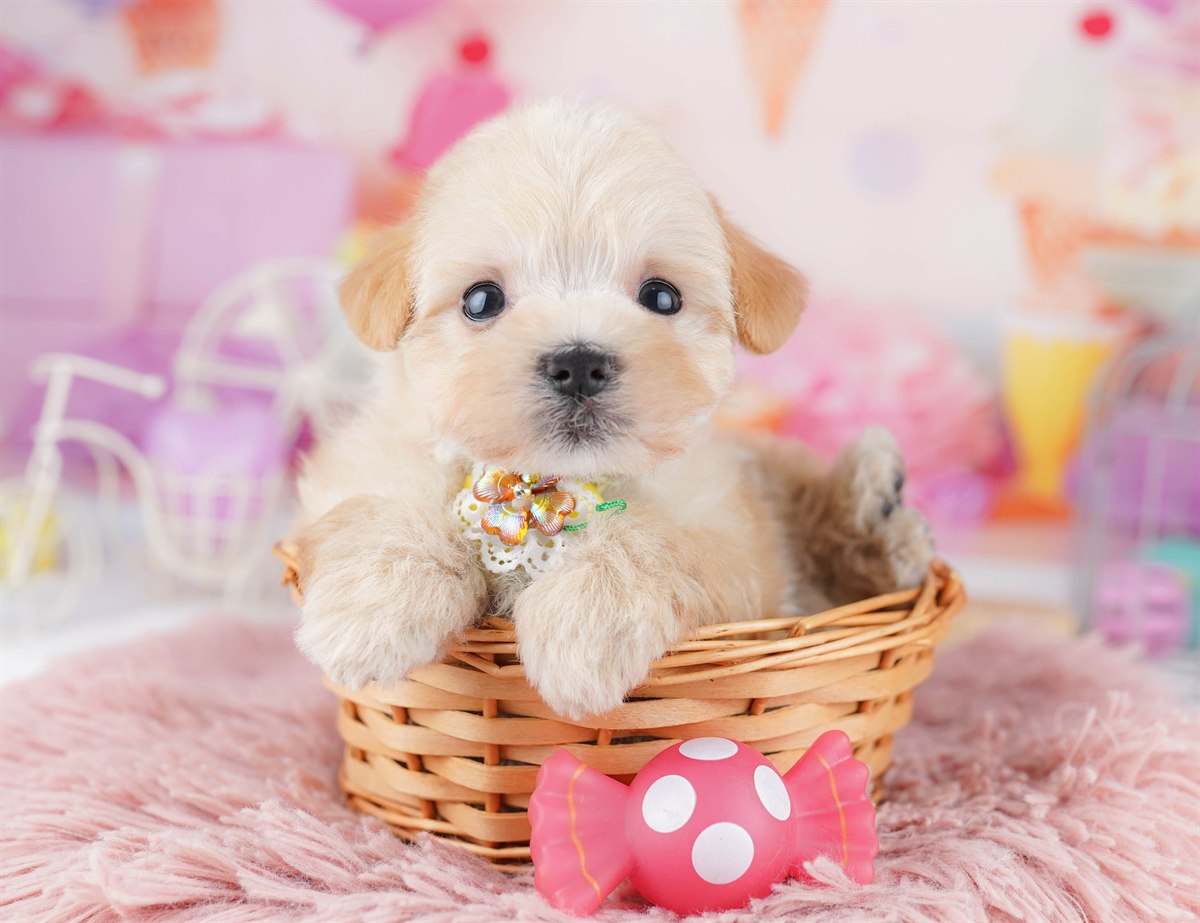 マルプー | 男の子 | アプリコット | 2026年2月20日（ID:dog-10007594）