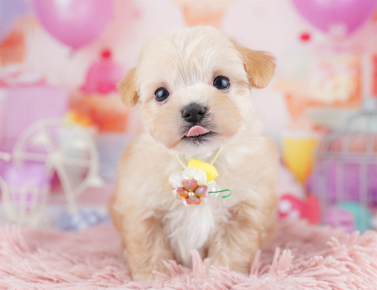 マルプー | 男の子 | アプリコット | 2026年2月20日（ID:dog-10007594）