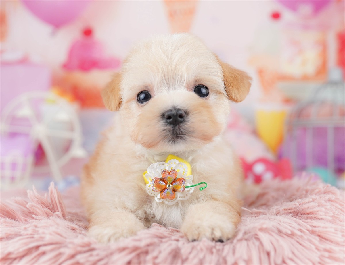 マルプー | 男の子 | アプリコット | 2026年2月20日（ID:dog-10007594）