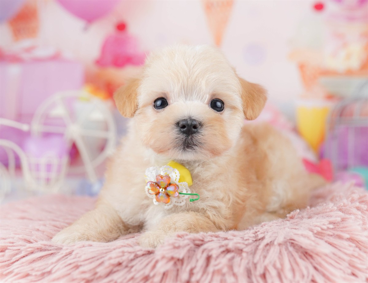 マルプー | 男の子 | アプリコット | 2026年2月20日（ID:dog-10007594）