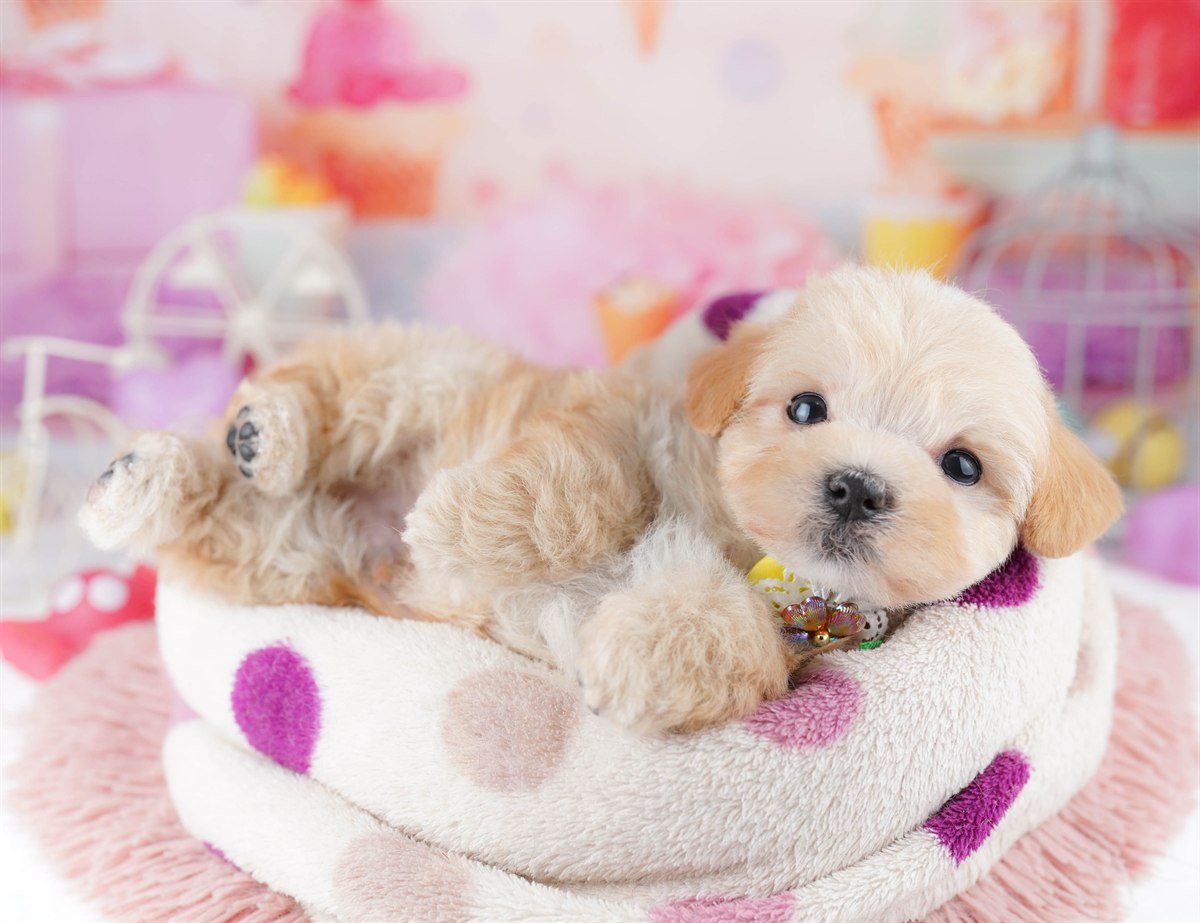 マルプー | 男の子 | アプリコット | 2026年2月20日（ID:dog-10007594）