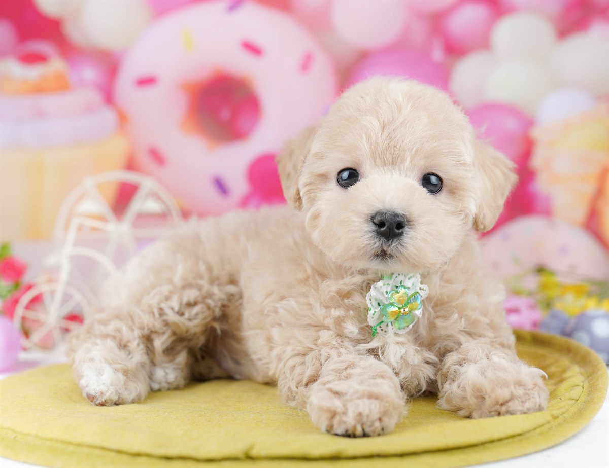 マルプー | 男の子 | クリーム | 2026年2月21日（ID:dog-10007606）