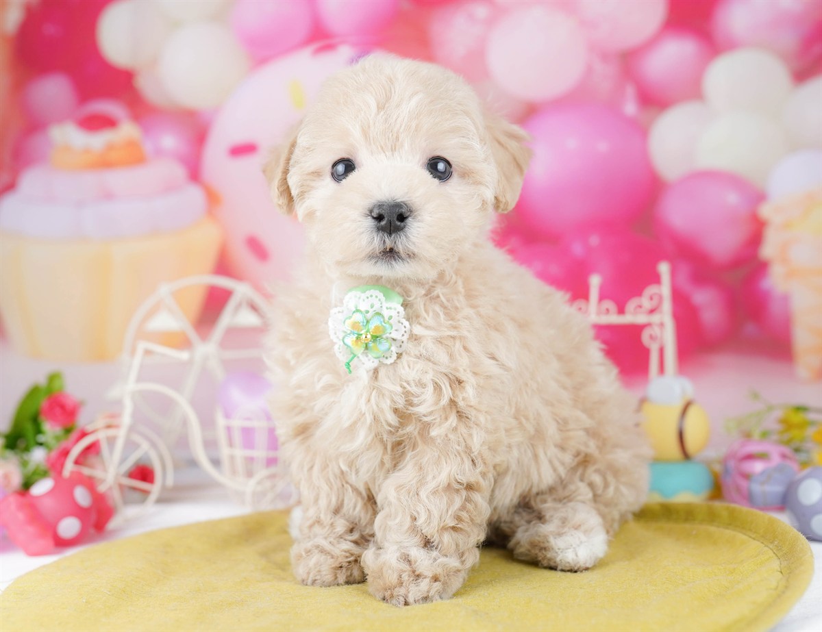 マルプー | 男の子 | クリーム | 2026年2月21日（ID:dog-10007606）