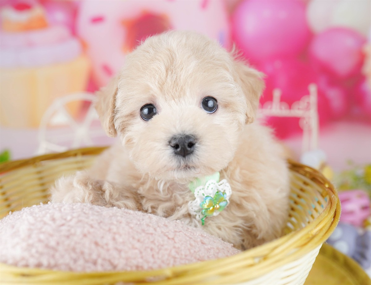 マルプー | 男の子 | クリーム | 2026年2月21日（ID:dog-10007606）