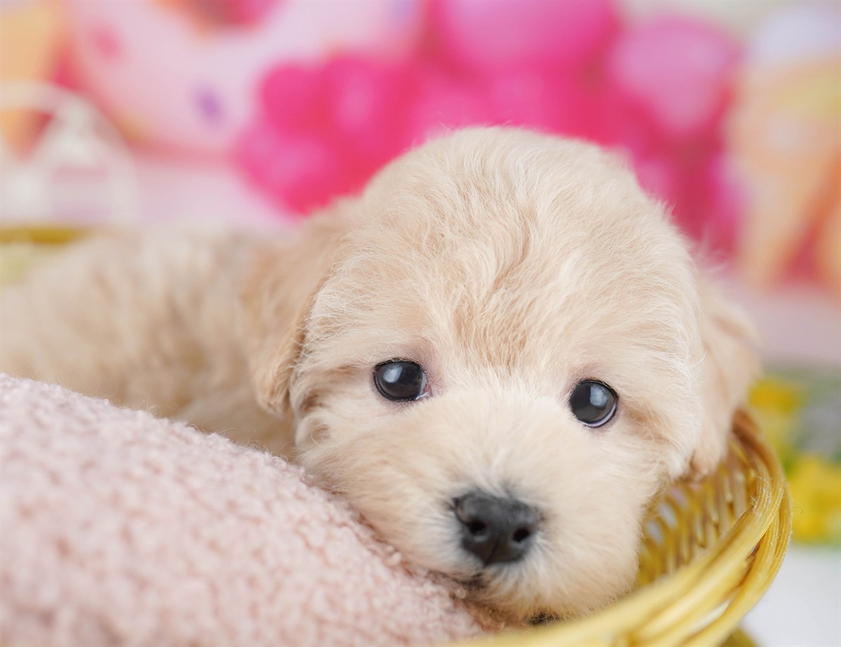 マルプー | 男の子 | クリーム | 2026年2月21日（ID:dog-10007606）