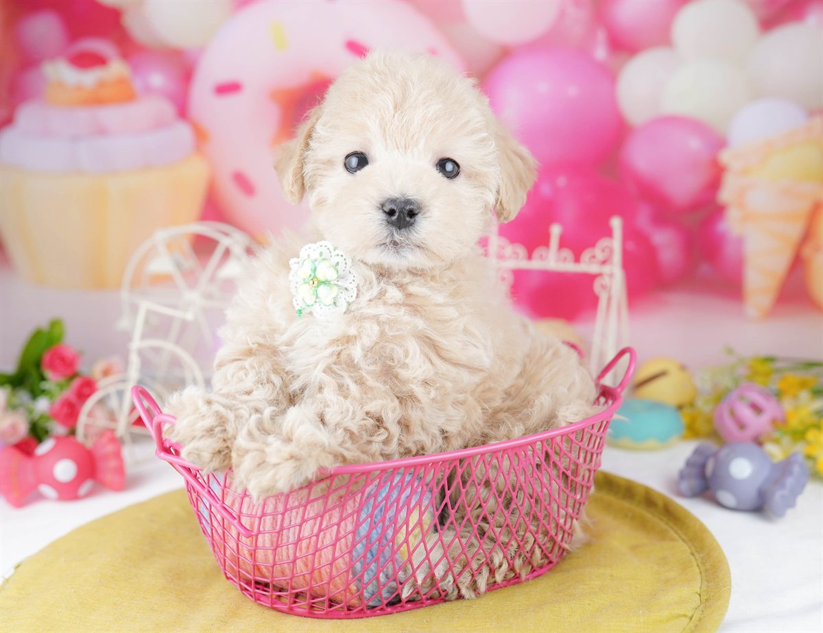 マルプー | 男の子 | クリーム | 2026年2月21日（ID:dog-10007606）