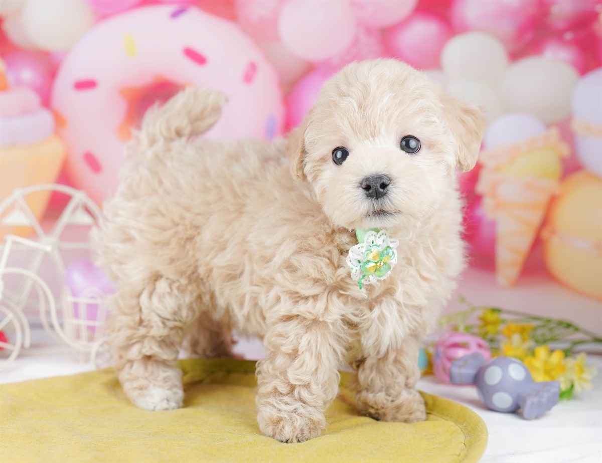 マルプー | 男の子 | クリーム | 2026年2月21日（ID:dog-10007606）