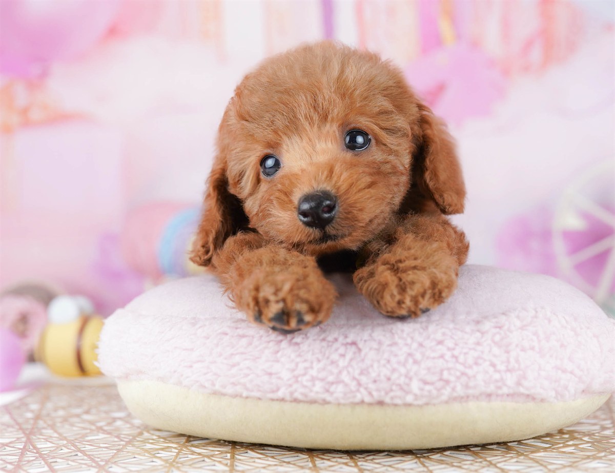 トイ・プードル | 男の子 | レッド | 2026年2月21日（ID:dog-10007608）