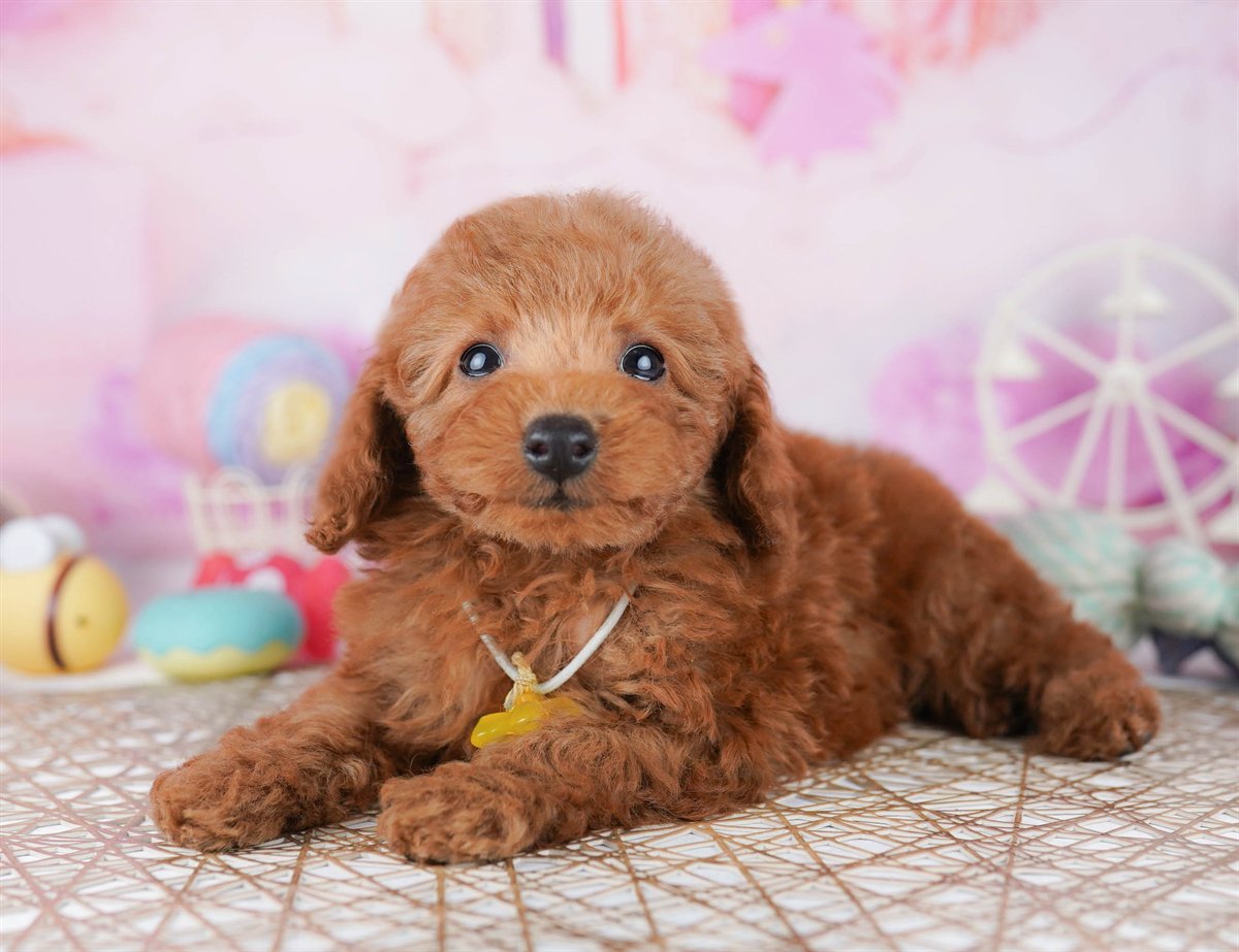 トイ・プードル | 男の子 | レッド | 2026年2月21日（ID:dog-10007608）