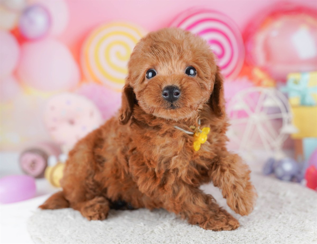 トイ・プードル | 男の子 | レッド | 2026年2月21日（ID:dog-10007608）