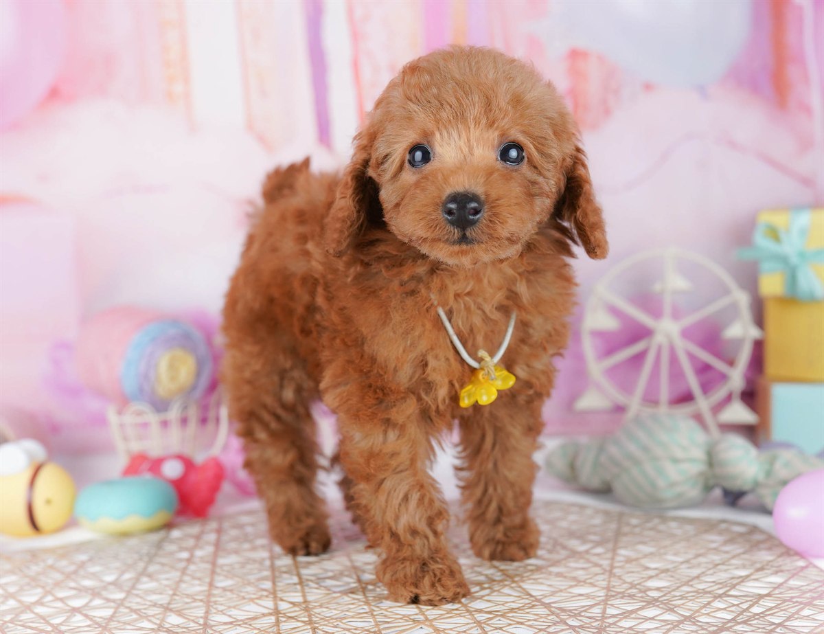 トイ・プードル | 男の子 | レッド | 2026年2月21日（ID:dog-10007608）