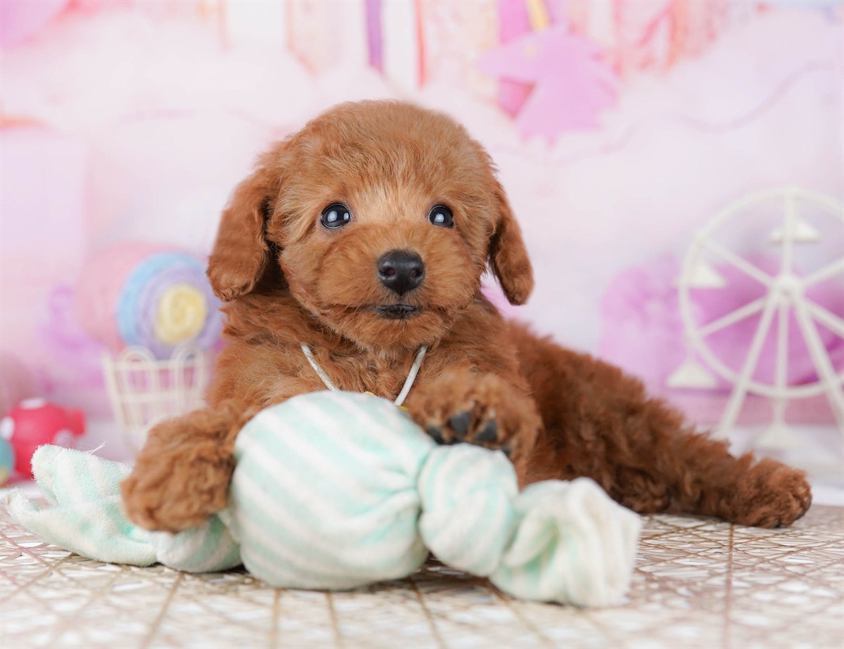 トイ・プードル | 男の子 | レッド | 2026年2月21日（ID:dog-10007608）