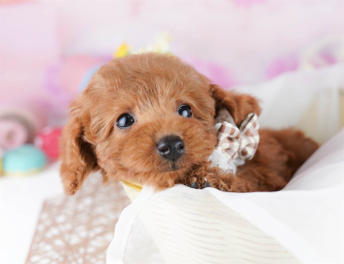 トイ・プードル | 男の子 | レッド | 2026年2月21日（ID:dog-10007608）