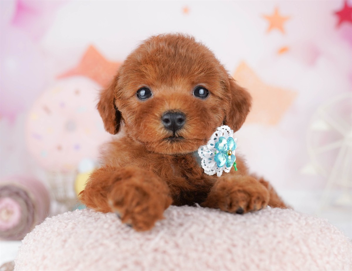 トイ・プードル | 女の子 | レッド | 2026年2月21日（ID:dog-10007609）