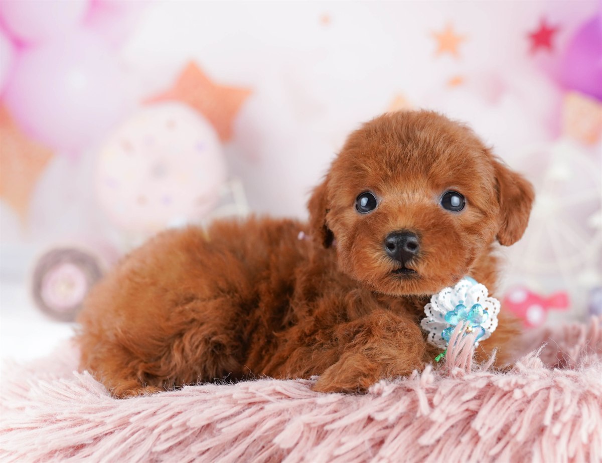 トイ・プードル | 女の子 | レッド | 2026年2月21日（ID:dog-10007609）