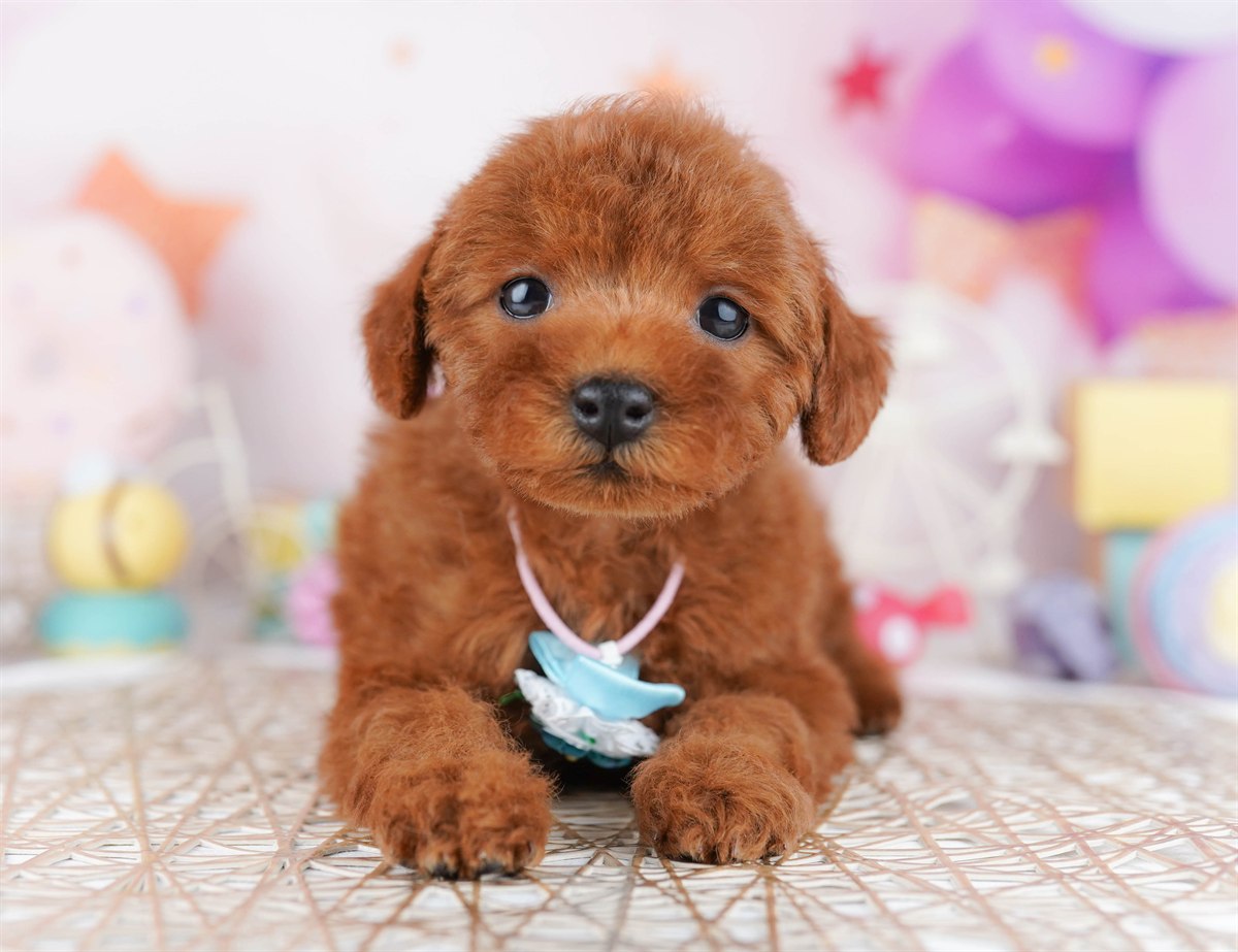 トイ・プードル | 女の子 | レッド | 2026年2月21日（ID:dog-10007609）