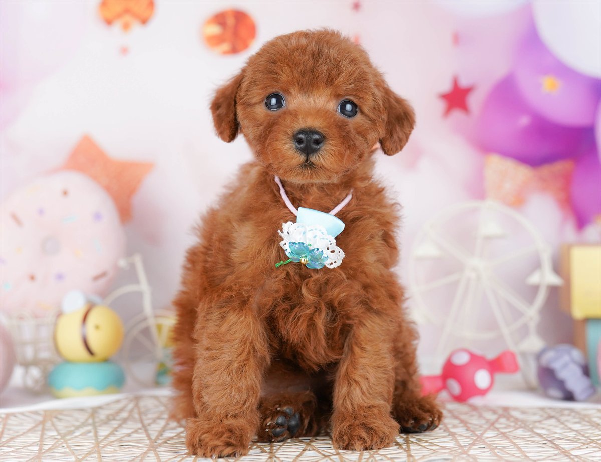 トイ・プードル | 女の子 | レッド | 2026年2月21日（ID:dog-10007609）