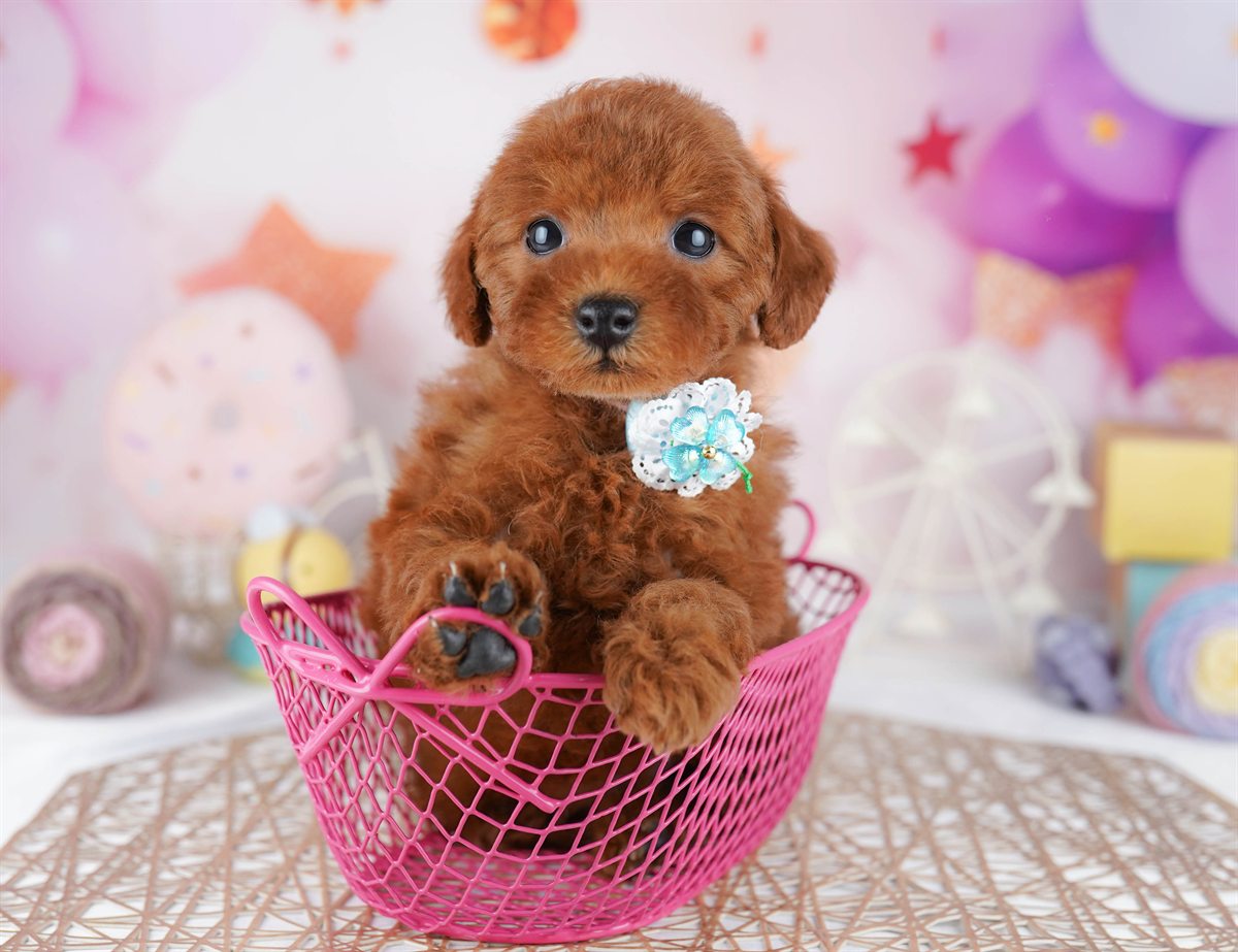 トイ・プードル | 女の子 | レッド | 2026年2月21日（ID:dog-10007609）