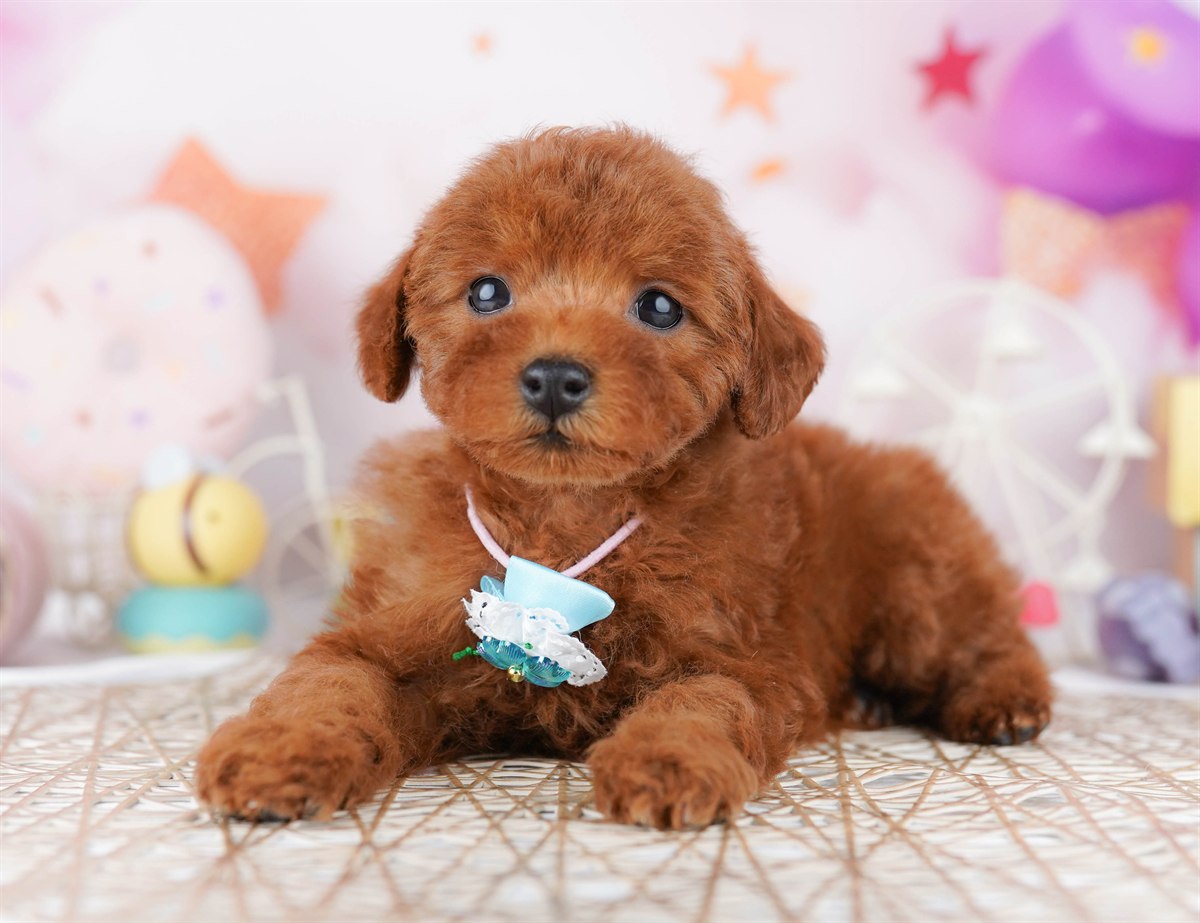 トイ・プードル | 女の子 | レッド | 2026年2月21日（ID:dog-10007609）