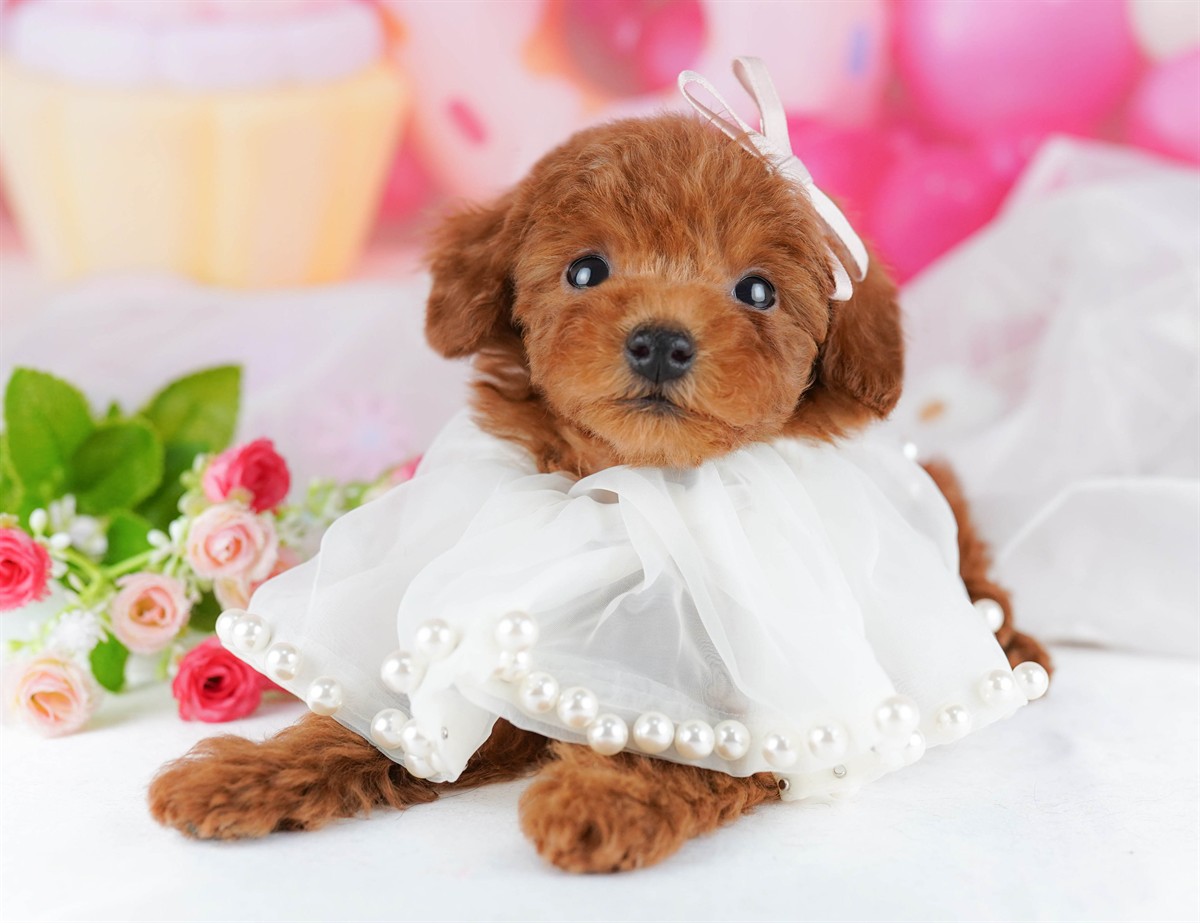 トイ・プードル | 男の子 | レッド | 2026年2月21日（ID:dog-10007610）