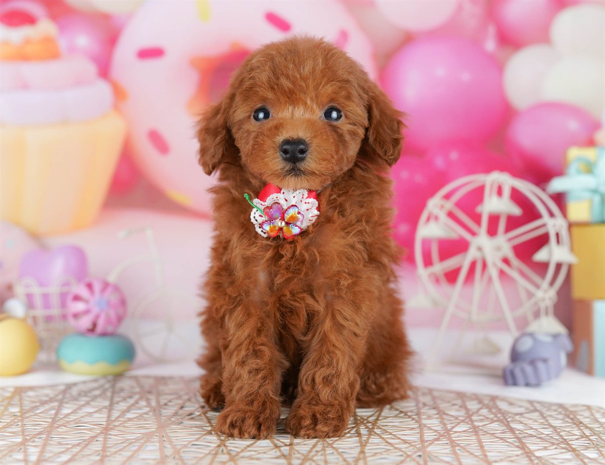 トイ・プードル | 男の子 | レッド | 2026年2月21日（ID:dog-10007610）