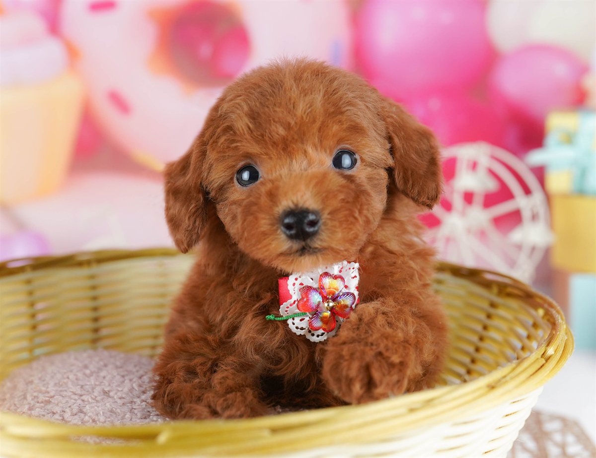 トイ・プードル | 男の子 | レッド | 2026年2月21日（ID:dog-10007610）