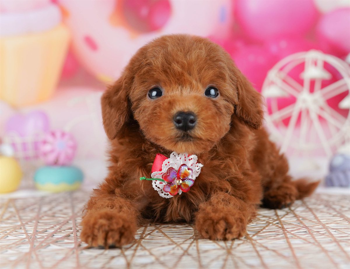 トイ・プードル | 男の子 | レッド | 2026年2月21日（ID:dog-10007610）