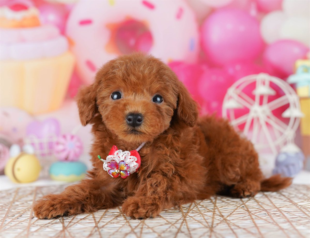 トイ・プードル | 男の子 | レッド | 2026年2月21日（ID:dog-10007610）