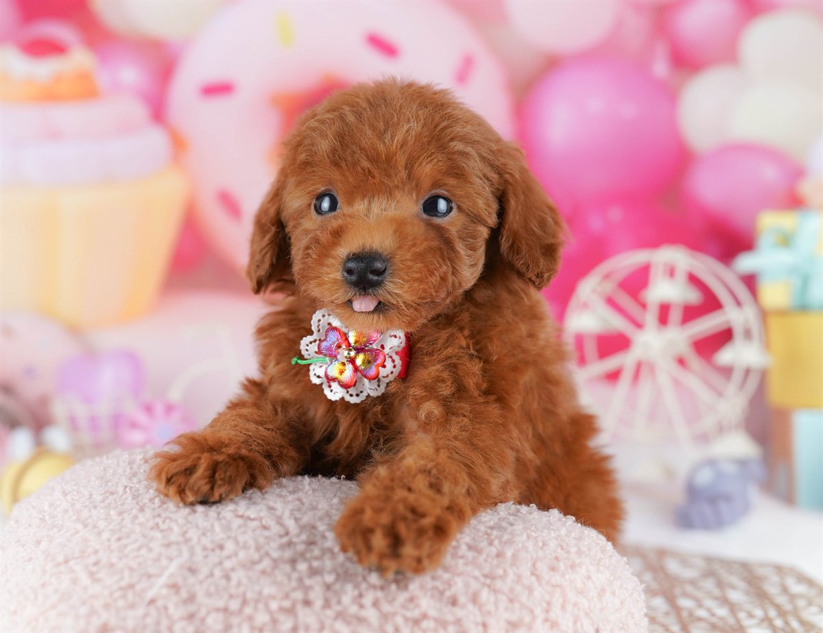 トイ・プードル | 男の子 | レッド | 2026年2月21日（ID:dog-10007610）