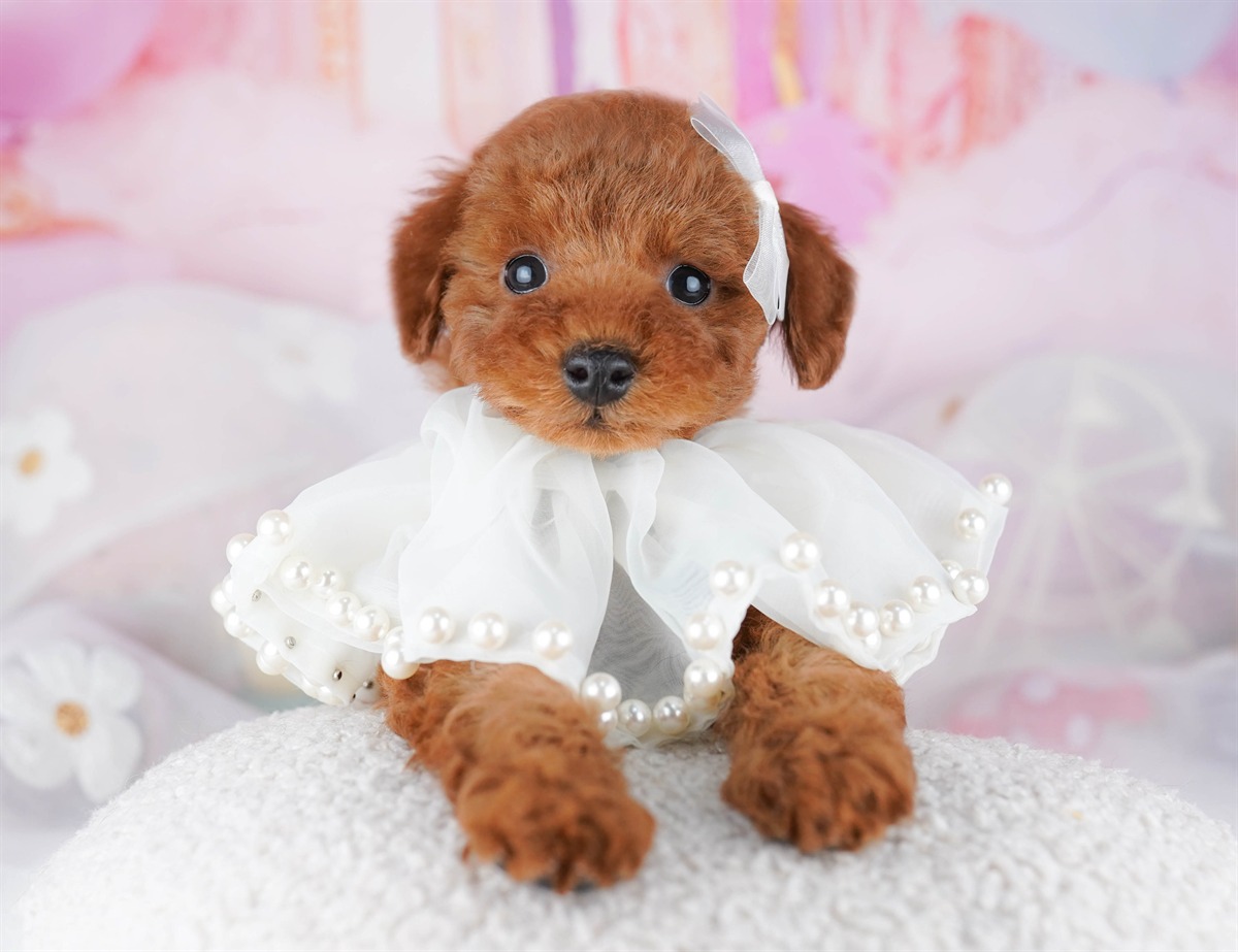 トイ・プードル | 男の子 | レッド | 2026年2月21日（ID:dog-10007611）