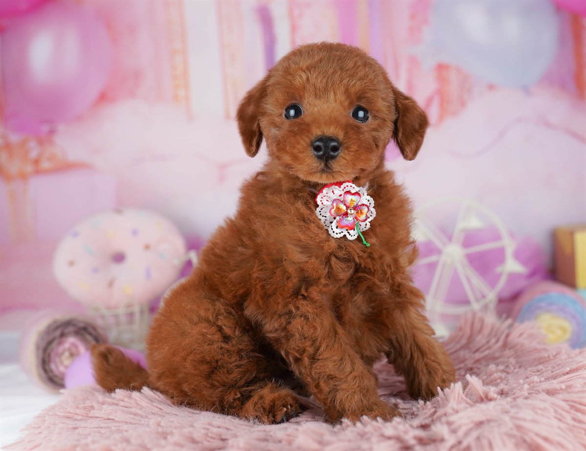 トイ・プードル | 男の子 | レッド | 2026年2月21日（ID:dog-10007611）