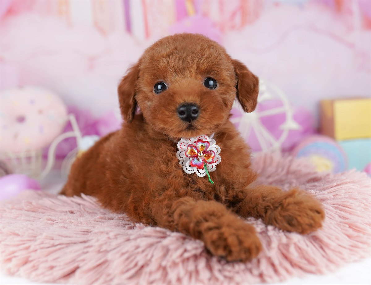 トイ・プードル | 男の子 | レッド | 2026年2月21日（ID:dog-10007611）