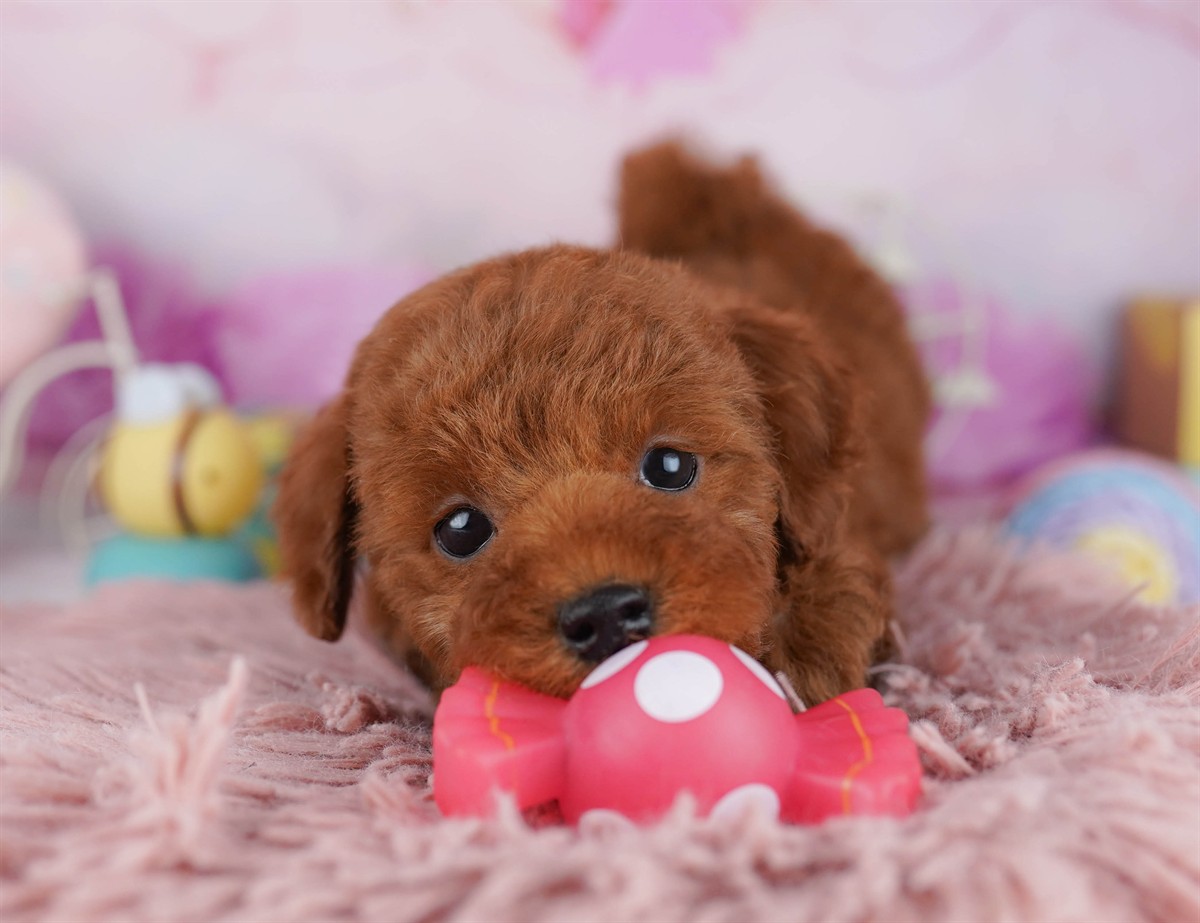 トイ・プードル | 男の子 | レッド | 2026年2月21日（ID:dog-10007611）