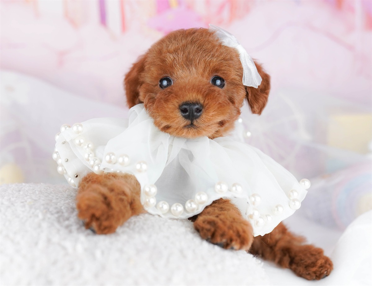 トイ・プードル | 男の子 | レッド | 2026年2月21日（ID:dog-10007611）