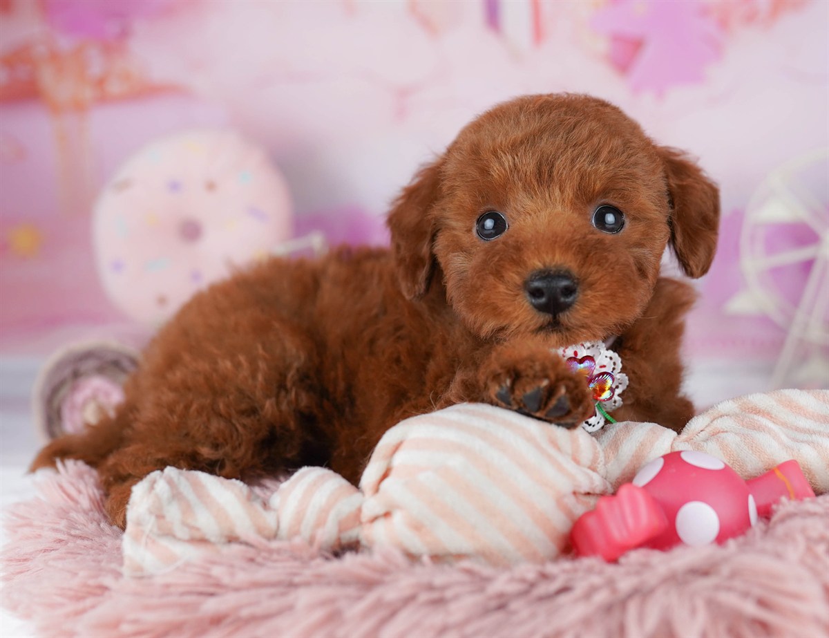 トイ・プードル | 男の子 | レッド | 2026年2月21日（ID:dog-10007611）