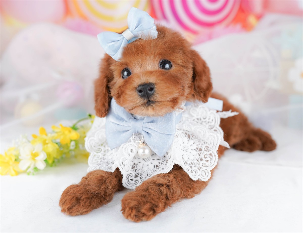 トイ・プードル | 男の子 | レッド | 2026年2月21日（ID:dog-10007612）