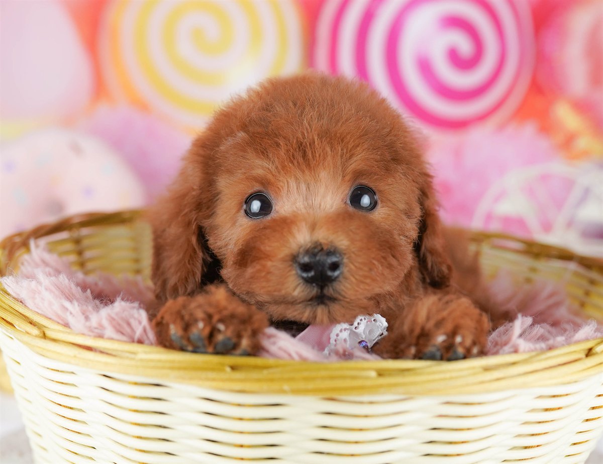 トイ・プードル | 男の子 | レッド | 2026年2月21日（ID:dog-10007612）