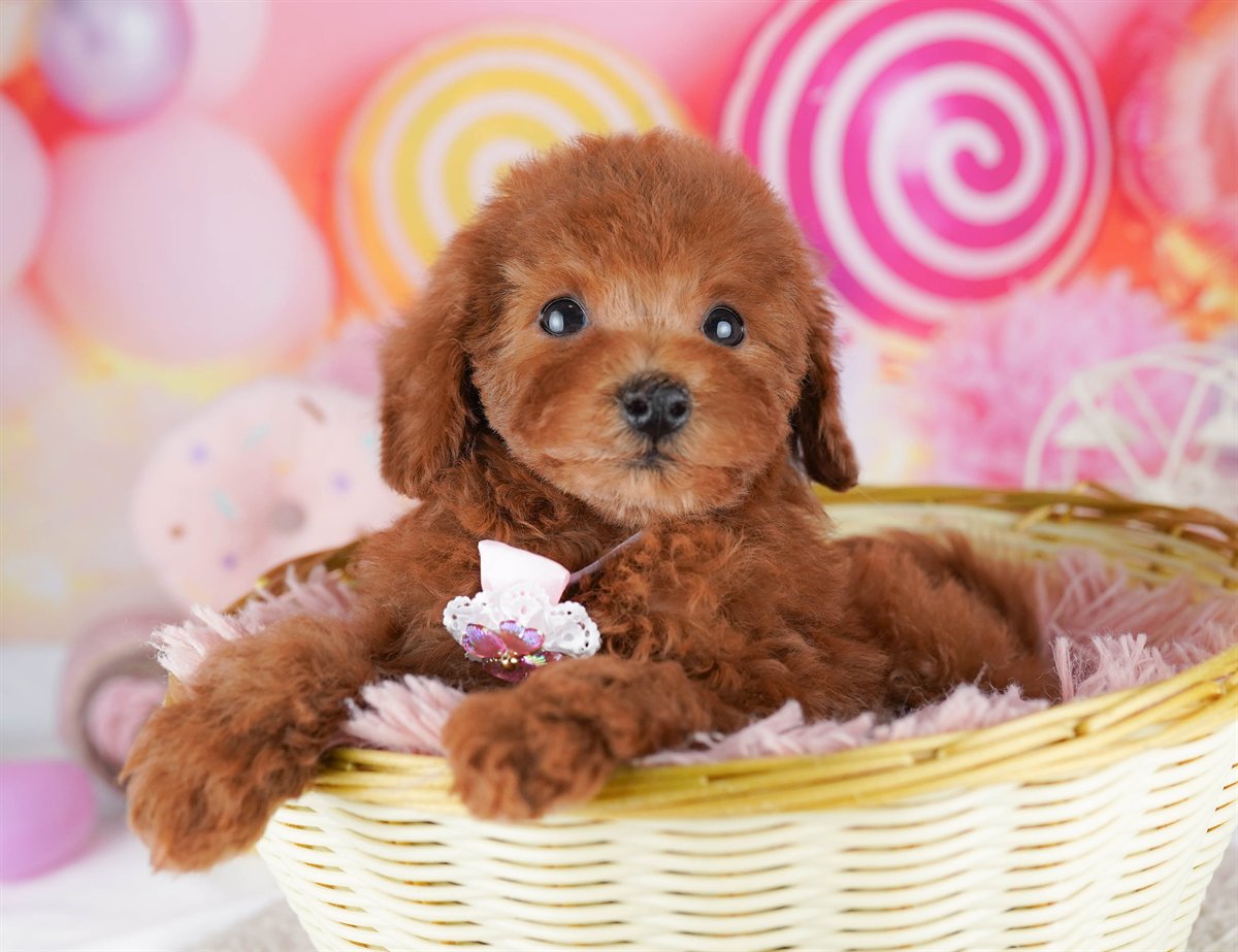 トイ・プードル | 男の子 | レッド | 2026年2月21日（ID:dog-10007612）