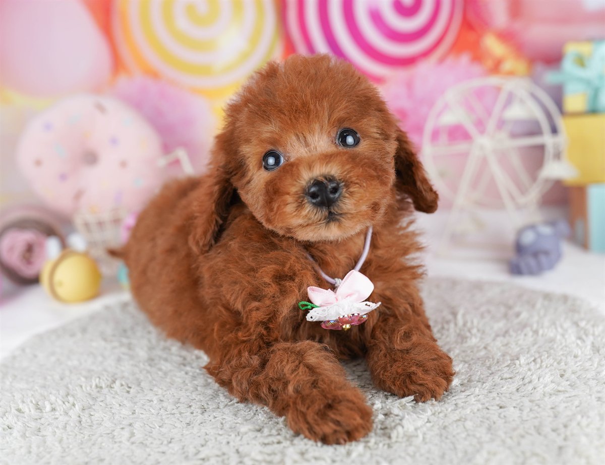 トイ・プードル | 男の子 | レッド | 2026年2月21日（ID:dog-10007612）