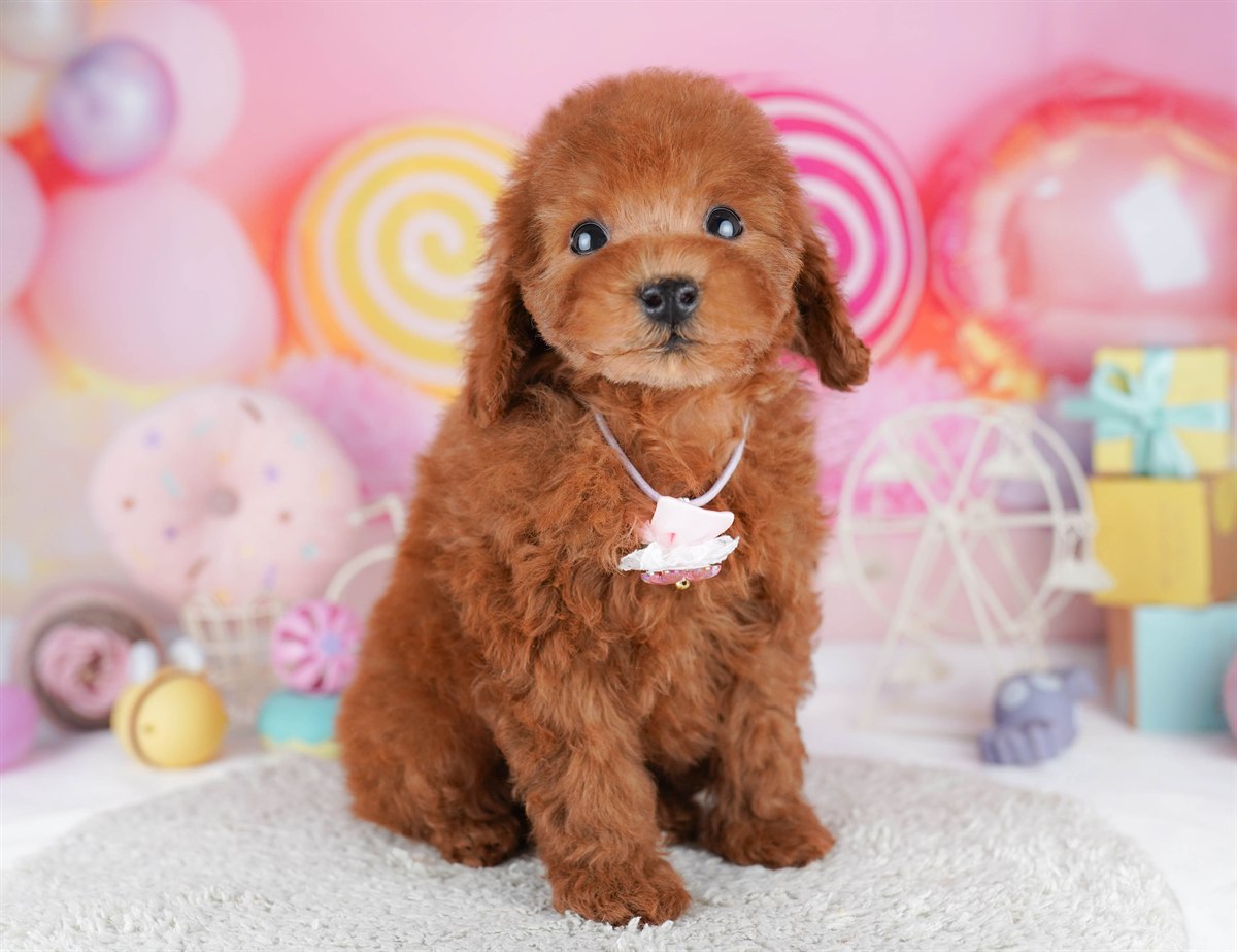 トイ・プードル | 男の子 | レッド | 2026年2月21日（ID:dog-10007612）