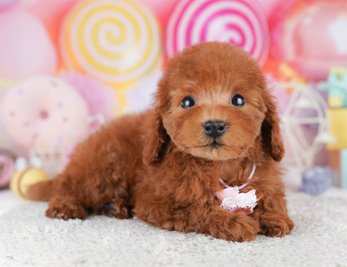 トイ・プードル | 男の子 | レッド | 2026年2月21日（ID:dog-10007612）