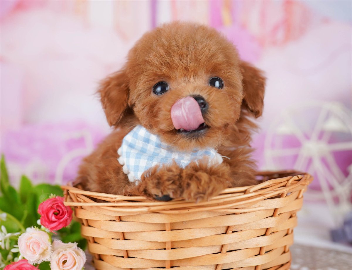 トイ・プードル | 女の子 | レッド | 2026年2月21日（ID:dog-10007613）