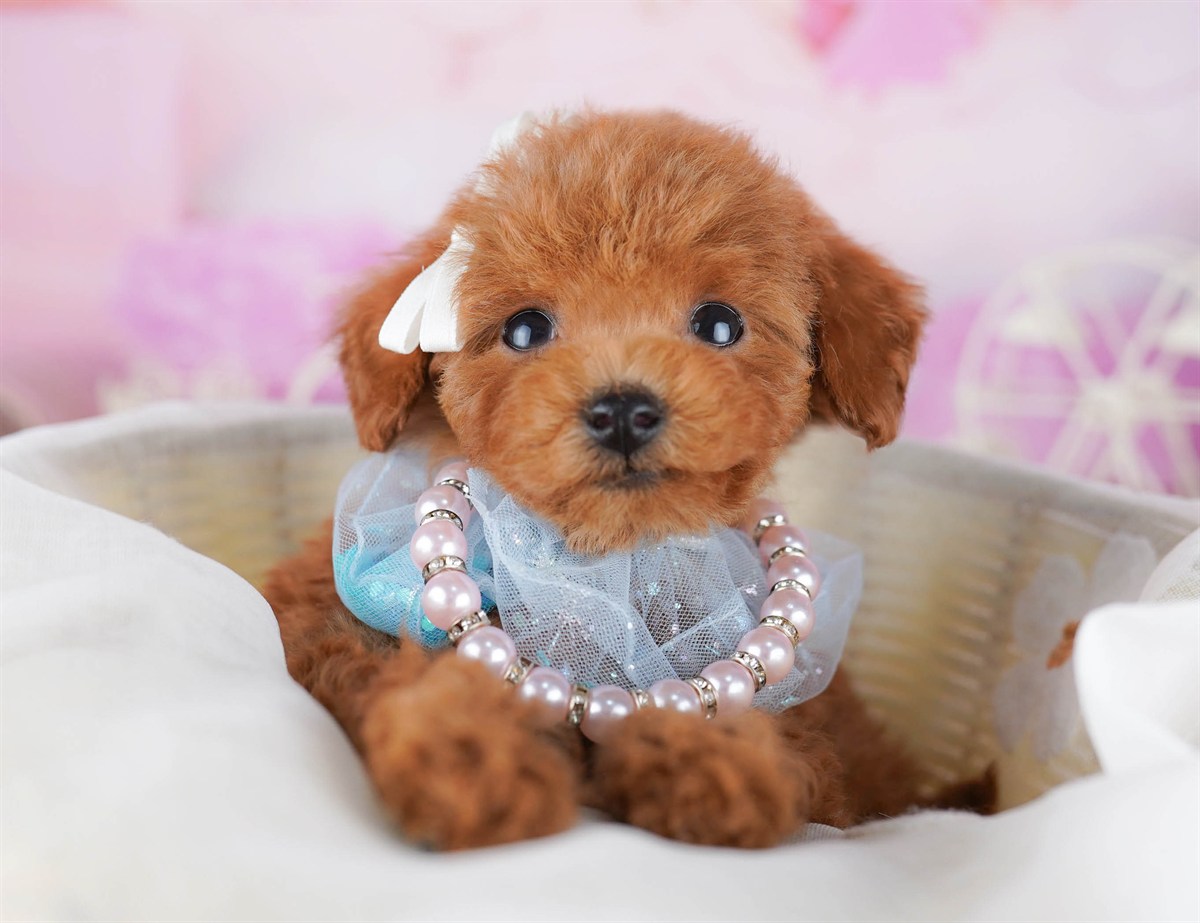 トイ・プードル | 女の子 | レッド | 2026年2月21日（ID:dog-10007613）