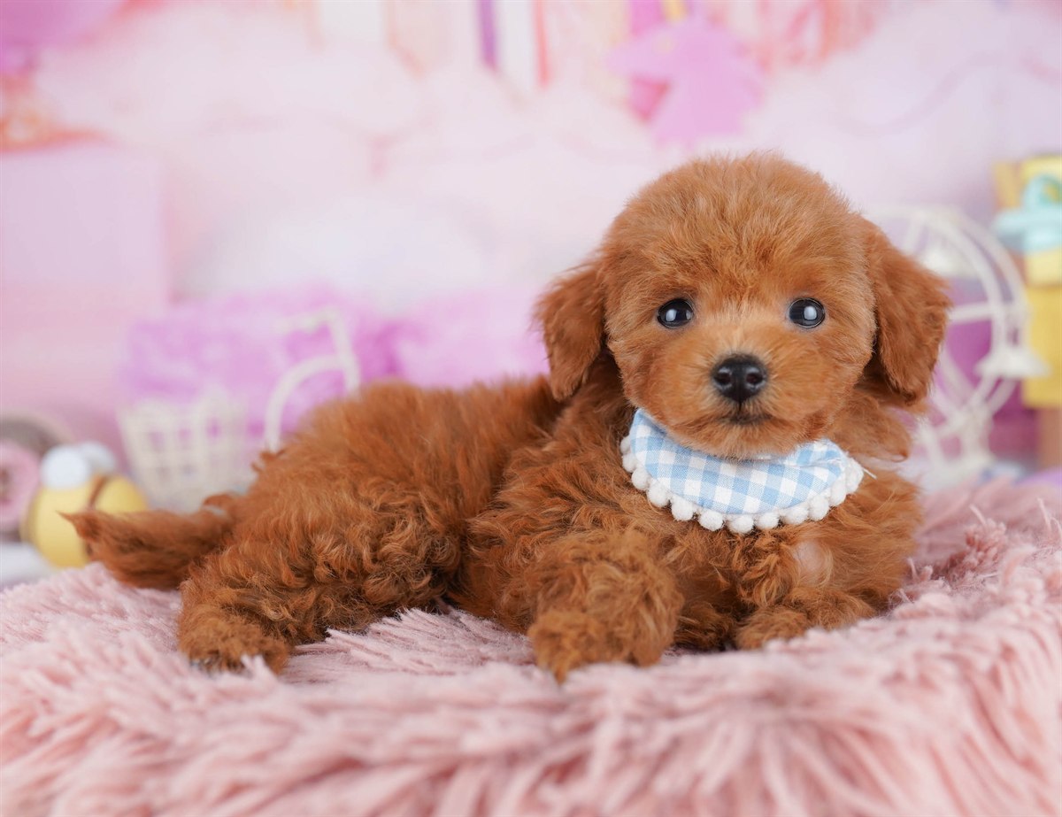 トイ・プードル | 女の子 | レッド | 2026年2月21日（ID:dog-10007613）