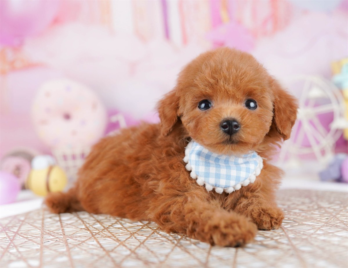 トイ・プードル | 女の子 | レッド | 2026年2月21日（ID:dog-10007613）